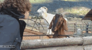 surprise-goat
